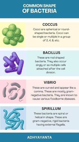 <p>Vibrio (comma-shaped)</p>