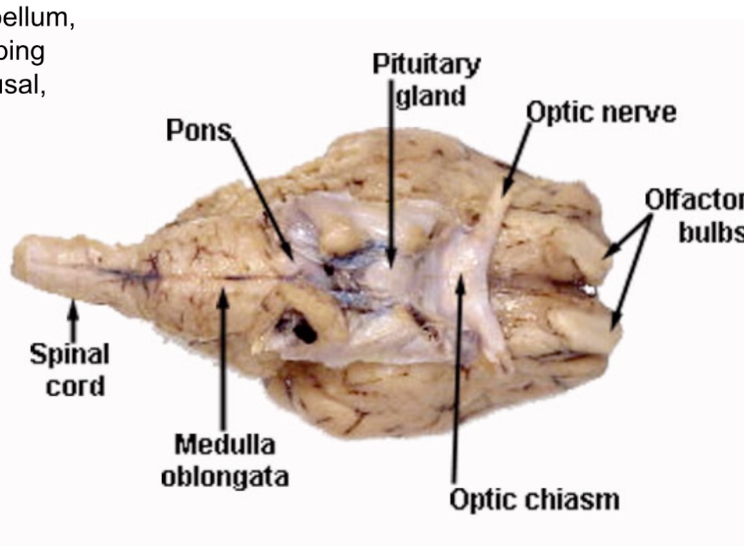 <p>part of the brain where the optic nerves are crossing</p>