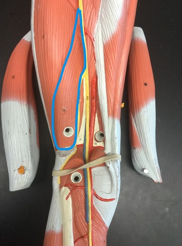 <p>Muscle, Action, muscle group. Perform the action on your own body</p>