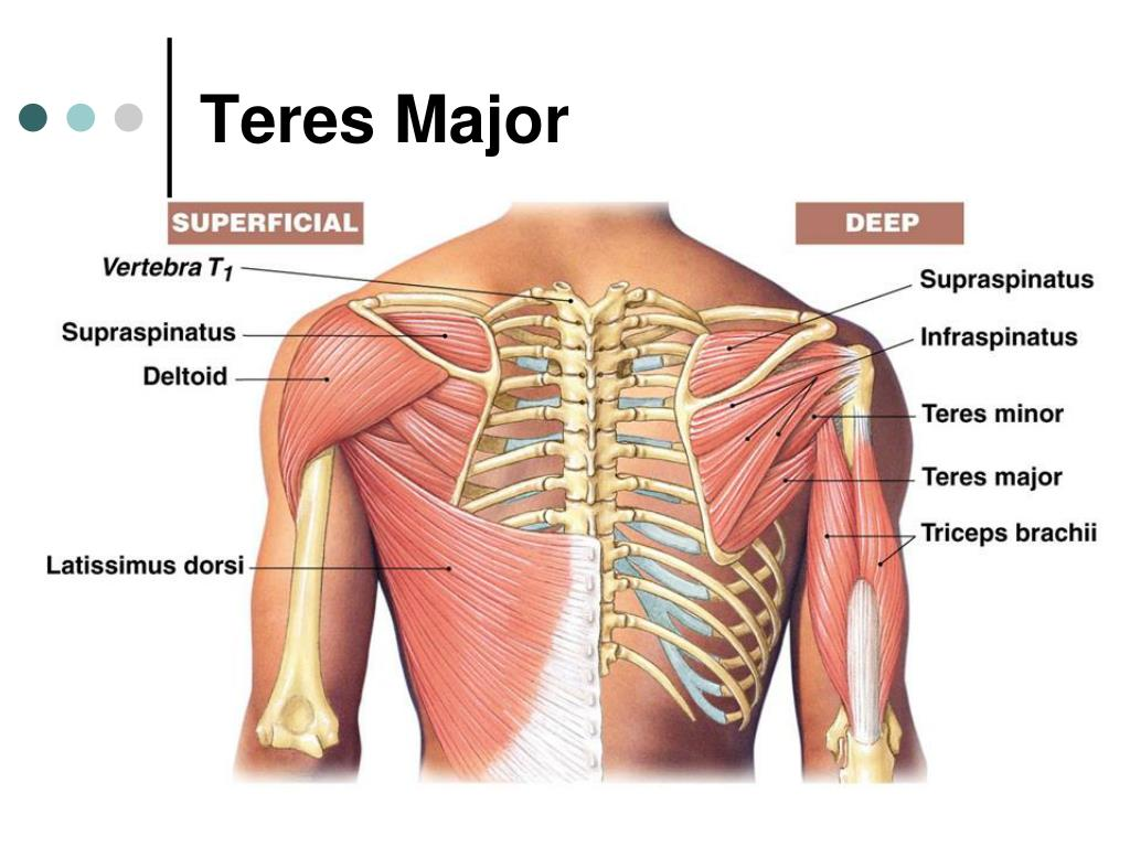 <p>teres major</p>