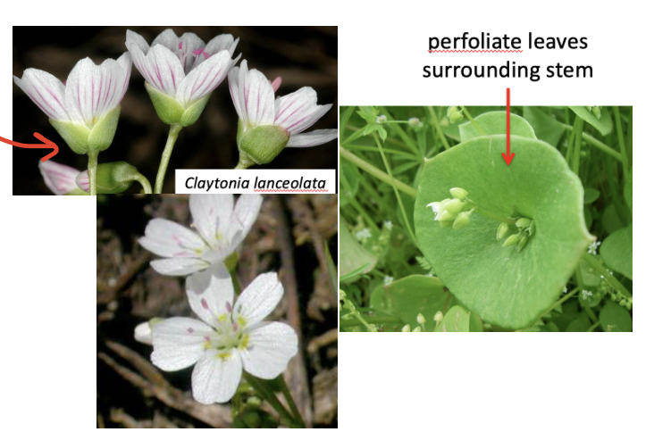 <p>Montiaceae</p>