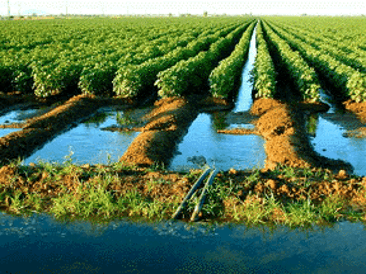 <p>Sự tưới tiêu; hệ thống tưới tiêu</p><p>>< drainage: take water out</p><p>ex: Farmers rely on irrigation during the dry season.</p>
