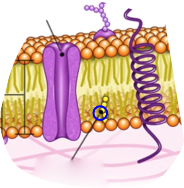 <p>What part of the plasma membrane is this?</p>