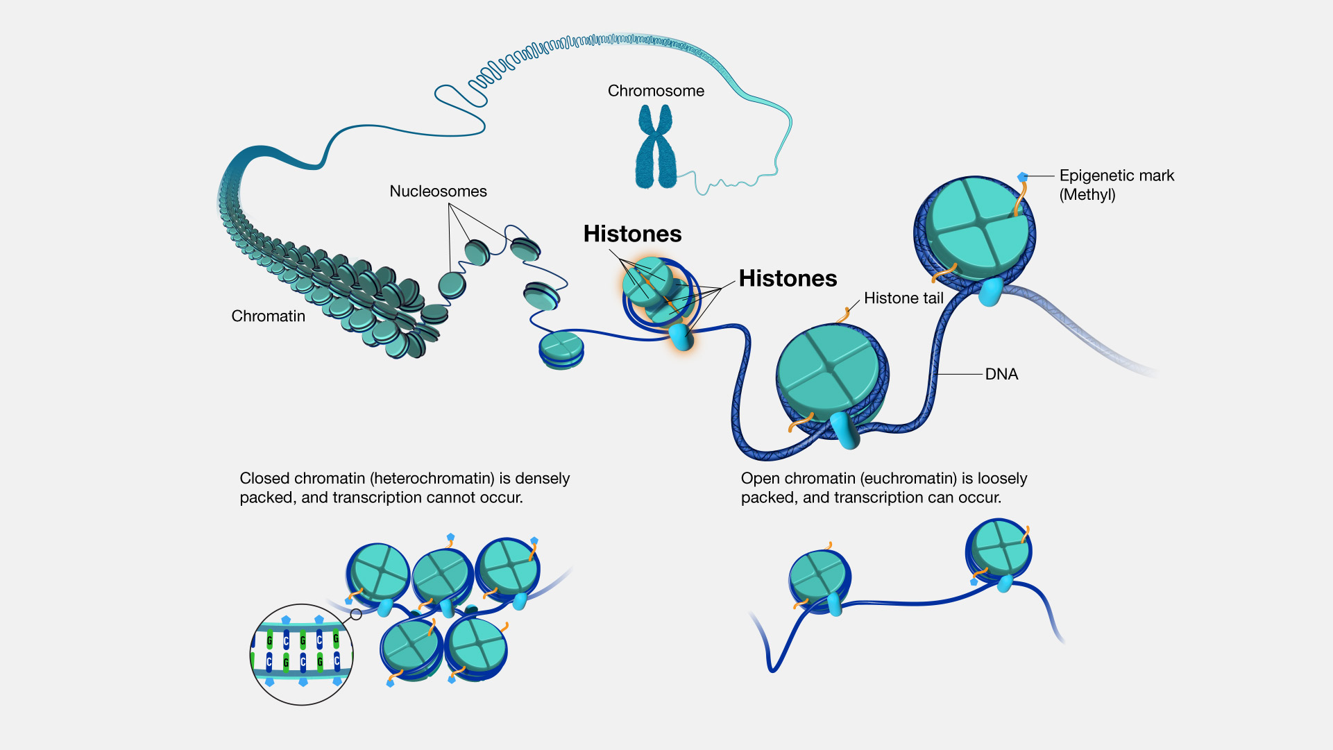 <p>Histone Proteins</p>