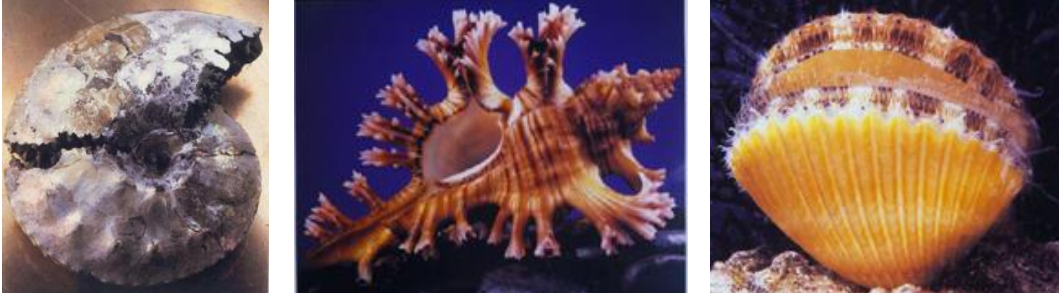 <p>Cambrian - Recent (541-0 Ma)</p><p>Bilaterally symmetrical, non-segmented metazoans</p><p>Mantle (thin sheet of tissue) covers the visceral mass; secretes shell</p><p>Shell calcite, aragonite, both, none</p><p>Mantle: thin issue layer covering visceral mass and secreting shell</p><p>Visceral Mass: organ systems</p><p>Foot: muscular structure for movement</p><p>Radula: tongue-like structure with ‘teeth’ of chiton (snails go crazy with this)</p>