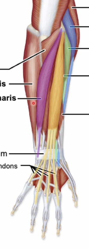 <p>Name yellow muscle</p>