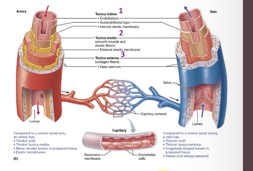 <ol><li><p>Intima</p></li><li><p>Media</p></li></ol><p>3.Externa</p><p></p>