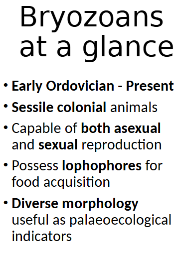 <ul><li><p>first appearance in lower Ordovician (possibly early Cambrian)</p></li></ul><p></p>