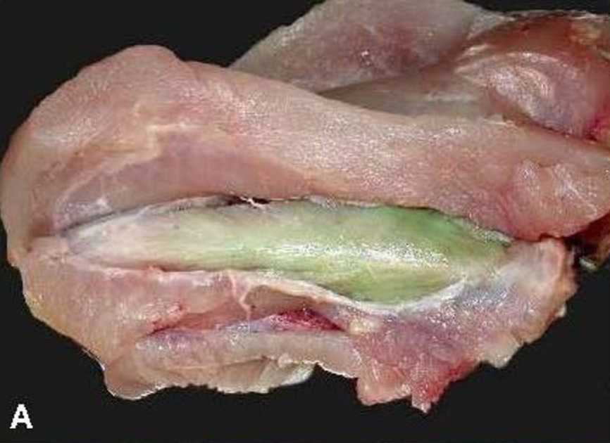 <p>What disease occurred with this chicken?</p>