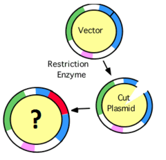 <p>polymerase chain reaction (PCR) </p><p>(*in vitro* method)</p><p>culture of transformed host cells </p><p>(*in vivo* method)</p>