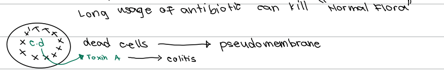 <p>d. Pseudomembrane</p>