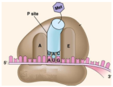 <p><span style="line-height: 16.866667px;">The diagram on the right depicts the initiation step in translation. What is shown incorrectly?</span></p>