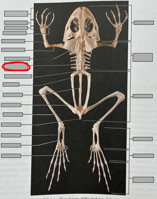 <p>What part of the organism is this?</p>