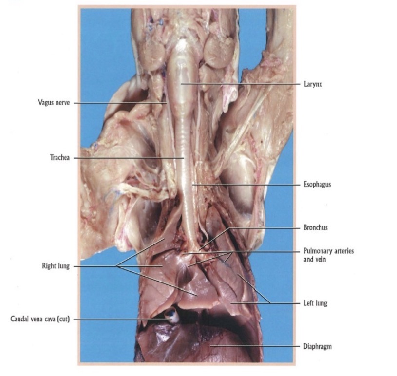 <ol><li><p>cranial, 2. medial, caudal 3. accessory</p></li></ol><p></p>