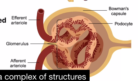 <p>Series of capillaries existing within the renal corpus, surrounded by Bowman’s capsule</p>