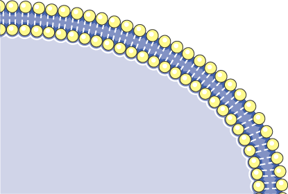 <p>what is the outer region called in a human cell</p>