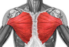 <p>Adducts and flexes humerus</p>