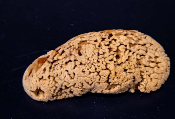 <p>What type of sponge is this?</p>