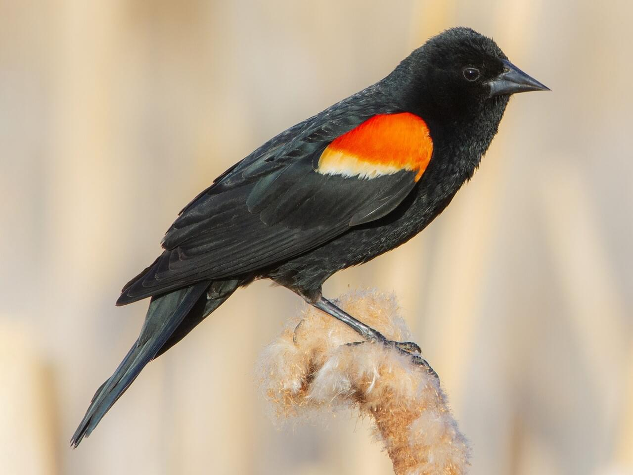 <p>Red-winged blackbird</p><p>*Must know vocalization</p>