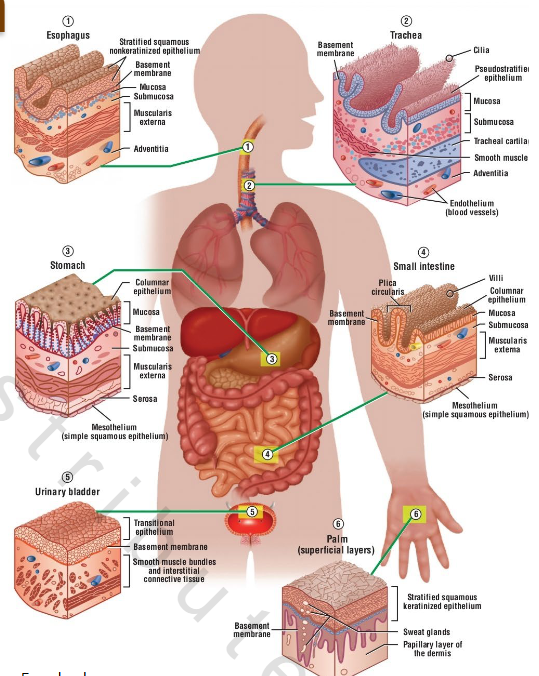 <p><strong>Cover exposed surfaces of body</strong></p><p>o Protect underlying tissue from its environment (both internal and external)</p><p><strong>Control nutrient flow to underlying tissues</strong></p><p><strong>House secretory cells</strong></p><p><strong>Aid in sensory communication</strong></p><p>Ex. Cells in taste buds, retinas, and nasal cavity linings</p><p><strong>Typically associated with basal lamina/basement membrane</strong></p><p>o Basal lamina/Basement membrane : Attaches &amp; anchors epithelial cells to underlying tissue</p><ul><li><p>Extracellular, connective tissue matrix</p></li></ul><p></p>