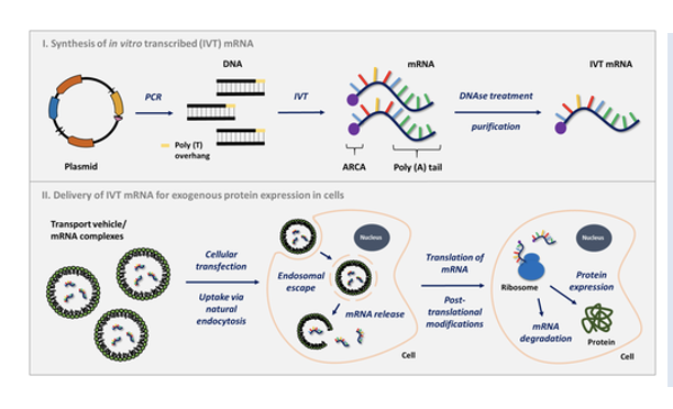 <p><span>faster, uses less components and everything can be done in vitro.&nbsp; </span></p><ul><li><p><span>A plasmid or PCR product that contains the coding region and an upstream promotes is basically mixed with 1 transcription factor and A, U, G, C ribonucleotides in a tube.&nbsp; The mix also contains the ability to add a 5’ cap structure and modified nucleotides (like m6A).&nbsp; </span></p></li><li><p><span>DNAse treatment gets rid of the DNA leaving the desired mRNA, which is easily purified away from the transcription factor and unused nucleotides in one step.&nbsp; </span></p></li><li><p><span>The PURIFIED mRNA can then be packaged into lipid nanoparticles for delivery.&nbsp; Since all the steps are the same irrespective of DNA sequence there is little issue with optimization.</span></p></li></ul><p></p>