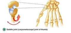 <p>2 rotational DOF</p>