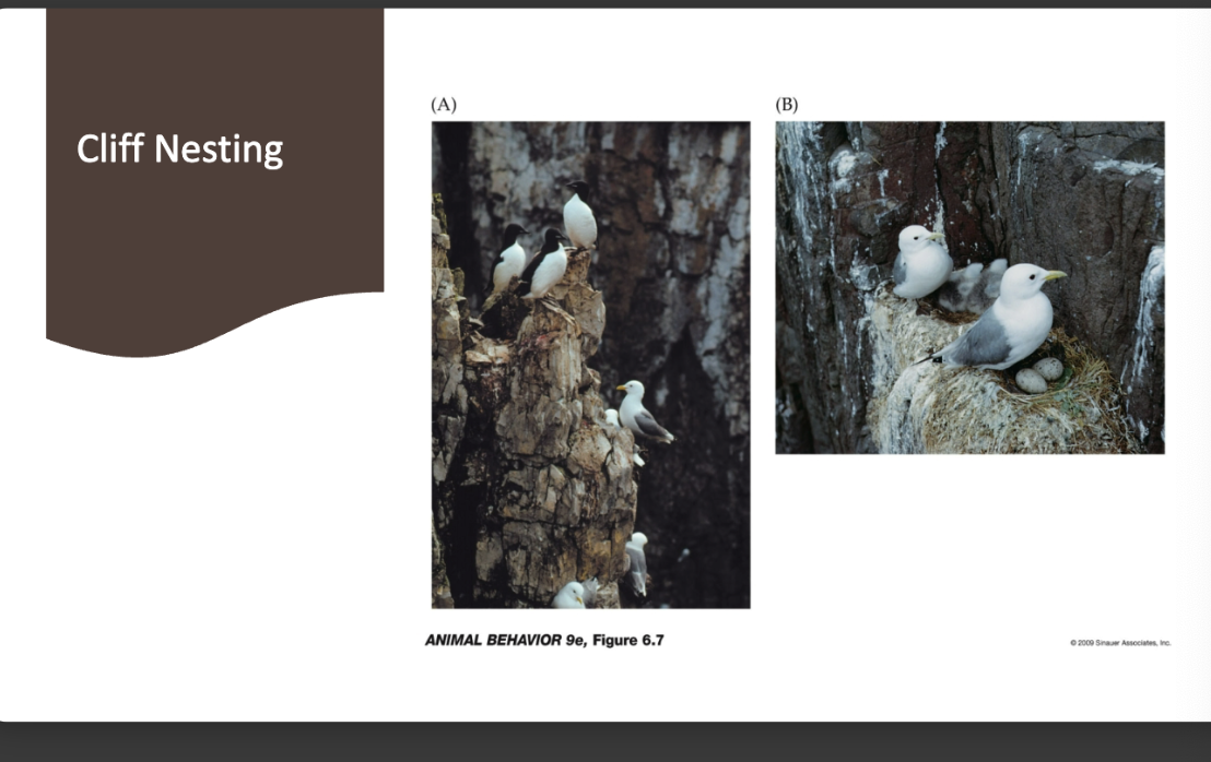 <p>what is cliff nesting?</p>
