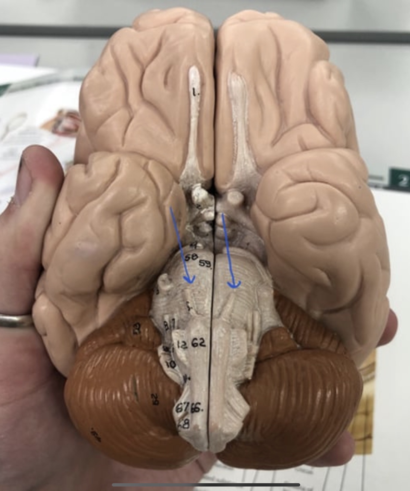 knowt flashcard image