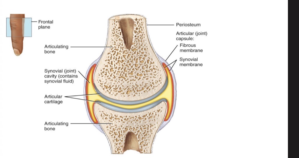 <p>Have synovial cavity, ends of bones covered by hyaline, 2 layers of CT enclose cavity (fibrous + synovial membranes)</p><p>-mobility, lubrication</p><p>-6 types</p>