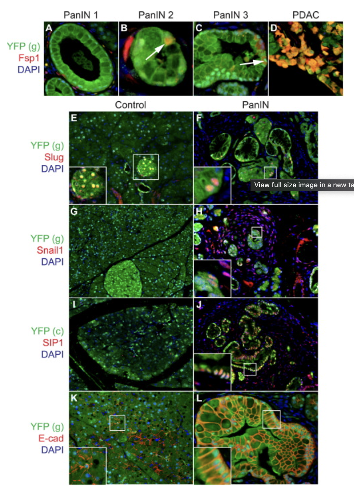 <p>What color do red and green make?</p>