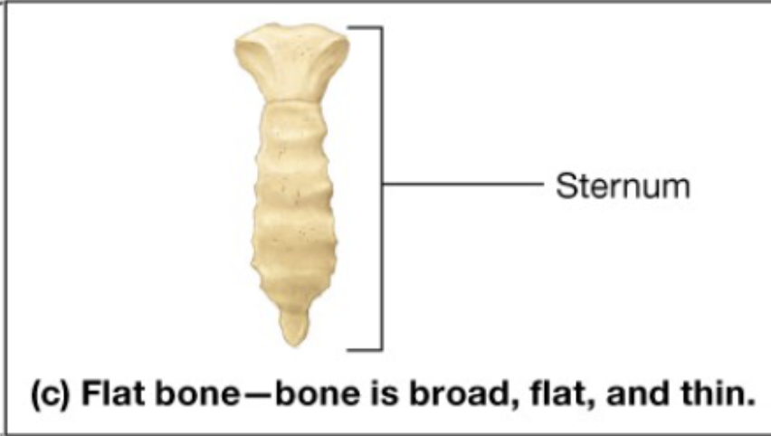 <p>Thin and broad</p><p>ex. most of the skull bones and bones of the pelvis</p>