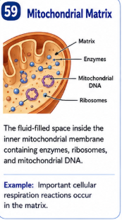 <p>The fluid filled space inside the inner mitochondrial membrane containing enzymes ribosomes and mitochondrial DNA. </p>
