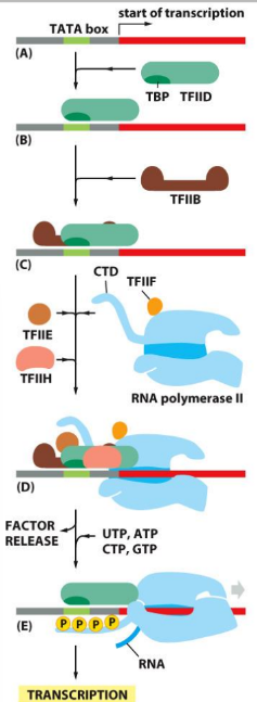 <ul><li><p>TFIID recognizes the promoter sequence (with help form TFIIA)</p></li><li><p>TFIIB, TFIIE, TFIIF, and TFIIH bring Pol II to the promoter, and initiate DNA <strong>melting</strong></p></li><li><p>TFIIH uses ATP energy to <strong>ram the DNA into polymerase </strong>which melts the site of trancription initiation</p></li><li><p>TFIIH also phosphorylates RNA polymerase</p></li></ul><p></p>