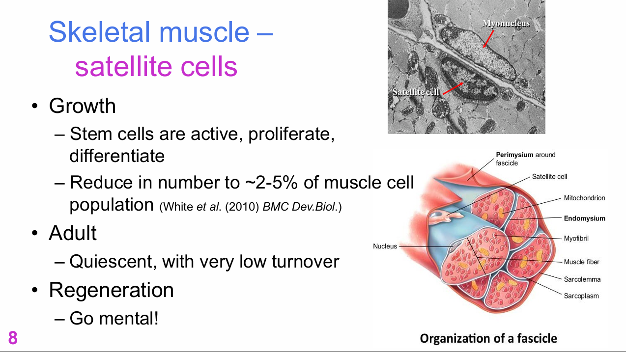 <p>Where are skeletal-muscle satellite cells located?</p>