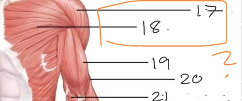 <p>What is No. 17-18?</p>