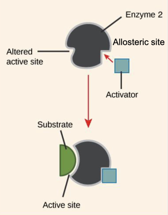 <p>The use of an activator to alter an active site so that it increases binding affinity to a different substrate</p>
