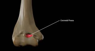 <p>Coronoid Fossa</p>