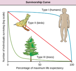 <p>A graphic way to represent population changes in a cohort still alive at each age</p>