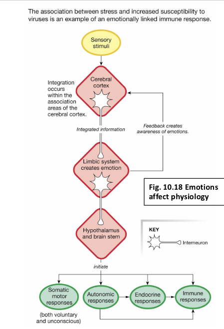 <p>What are the results of <span>emotional Pathways in the Brain?</span></p>