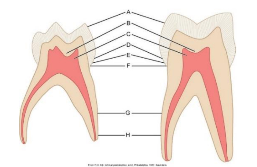 <p>Where is the greatest dentine thickness</p>