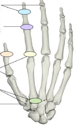 <p>Label the orange joint</p>