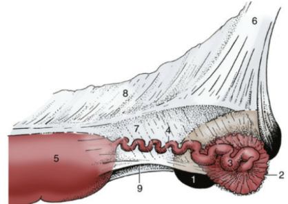 <ul><li><p><span style="background-color: transparent; font-family: "Times New Roman", serif;">Infundibulum: made up of many fimbriae (little fingers) that surround the ovary, collecting the ovulated egg</span></p></li><li><p><span style="background-color: transparent; font-family: "Times New Roman", serif;"><u>Isthmus </u>(4): “tortuous”, narrow tube that the ovulated egg travels through to get to the uterus</span></p><ul><li><p><span style="background-color: transparent; font-family: "Times New Roman", serif;">Where fertilization occurs (egg + sperm)</span></p></li></ul></li><li><p><span style="background-color: transparent; font-family: "Times New Roman", serif;">Junction of the isthmus and uterus only allows fertilized eggs to enter the uterus (5)</span></p></li></ul><p></p>