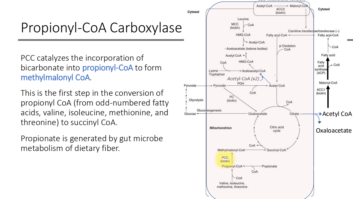 <p>gut microbe metabolism of dietary fiber.</p>