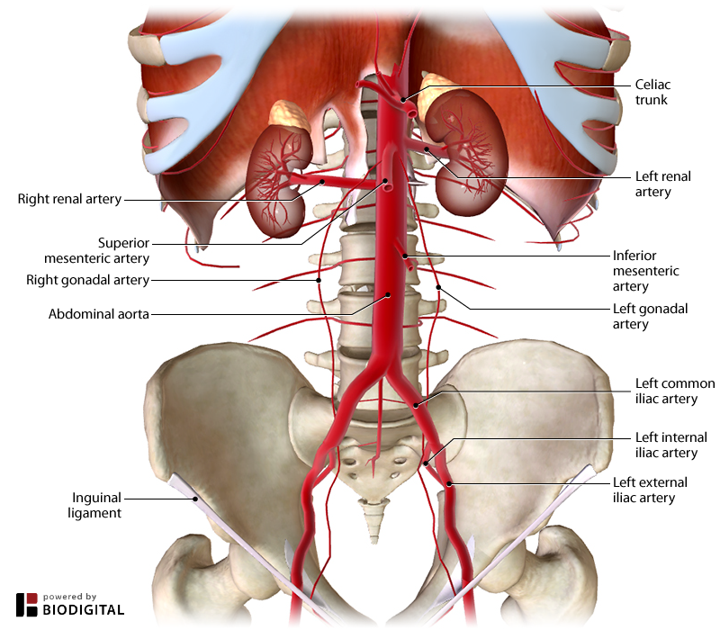 <p>Branches of the abdominal aorta that supply the kidneys.</p>