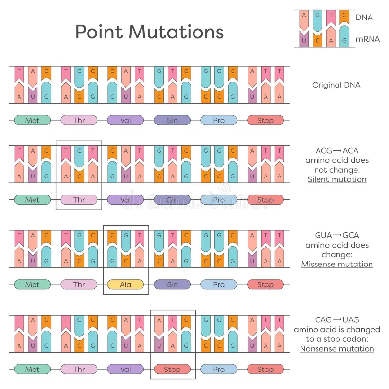 <p>A type of point mutation in which a single nucleotide change creates a premature stop codon, leading to a truncated protein that is usually nonfunctional. </p>