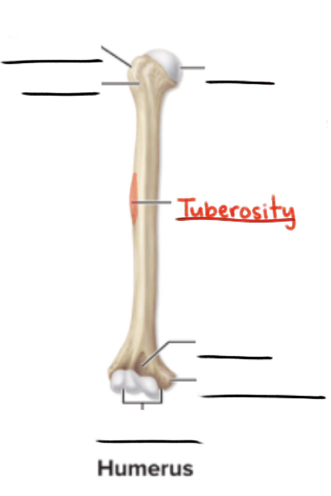 <p><strong>Tuberosity</strong></p><p>Large, rough projection</p><p>(Projection)</p>