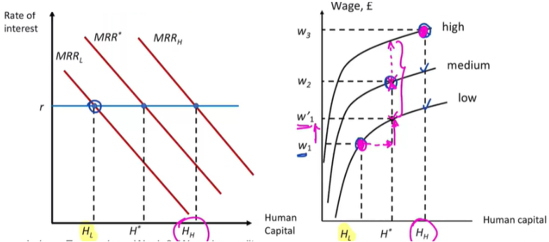 <ul><li><p><span style="background-color: transparent;">The market pays individuals with more ability higher wages regardless of their years in education</span></p></li><li><p><span style="background-color: transparent;">Even with longer education, low-ability workers would still earn less than higher-ability workers.</span></p></li><li><p><span style="background-color: transparent;">Higher ability workers benefit doubly: they earn higher wages and tend to stay in school longer, which further increases their earnings.</span></p></li></ul><p></p>