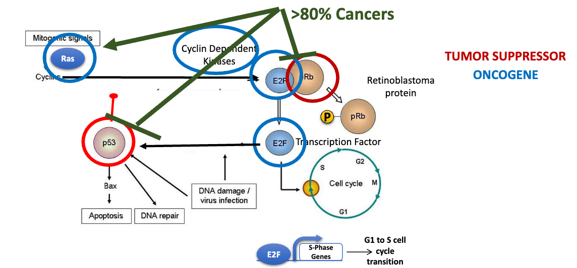<p>normally: Ras (oncogene) activates E2F (oncogene)  by turning on cyclin dependent kinases (CDKs, oncogenes) that phosphorylate Rb (retinoblastoma protein, tumor suppressor), which is bound to E2F to keep in off state. Pi-Rb detaches from E2F transcription factor, which is then able to initiate S phase. E2F also acts in feedback loop, where high levels of E2F (eg from damage) activate p53 (tumor suppressor), which induces cell death</p>