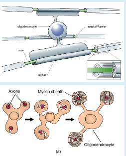 <p>-Oligodendrocyte process contacts axon</p><p>-Leading process tucks under and extends around axon forming multiple wraps</p><p>-Myelin eventually becomes compacted and cytoplasm is extruded (squeezed out)</p>