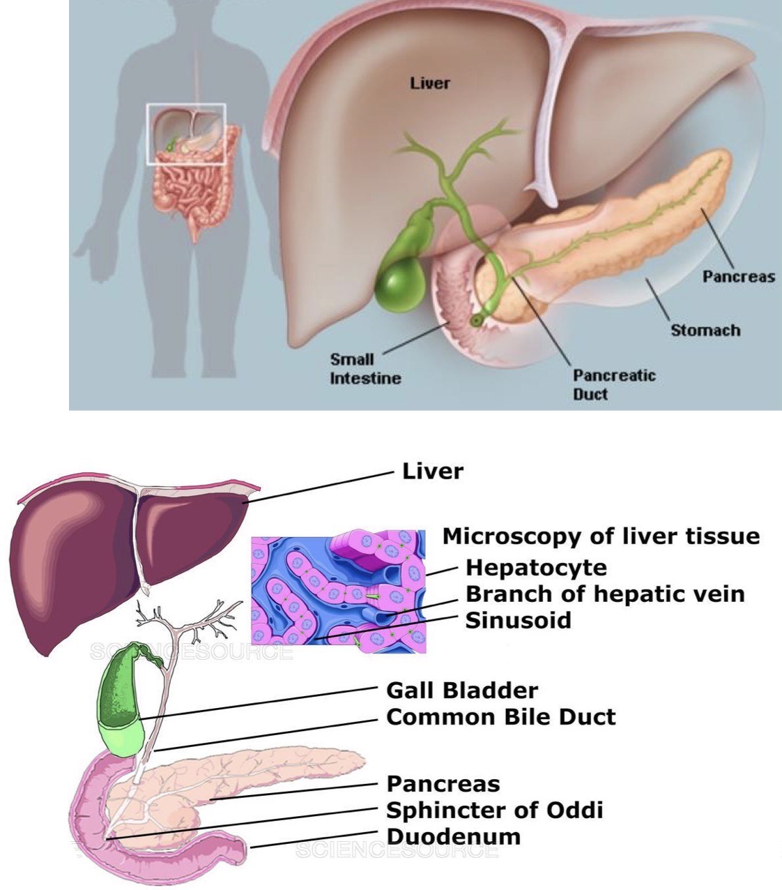 <p>What are the Accessory Glands?</p>